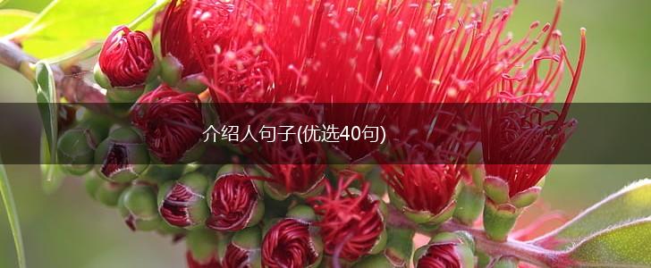 介绍人句子(优选40句),第1张