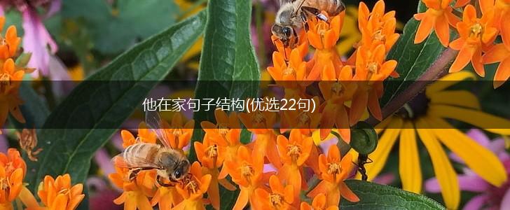 他在家句子结构(优选22句),第1张