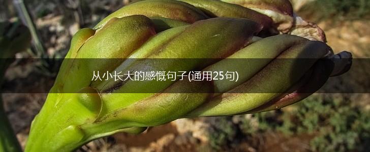 从小长大的感慨句子(通用25句),第1张