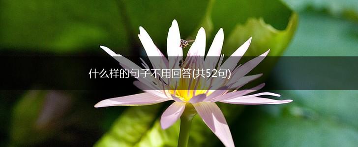 什么样的句子不用回答(共52句),第1张