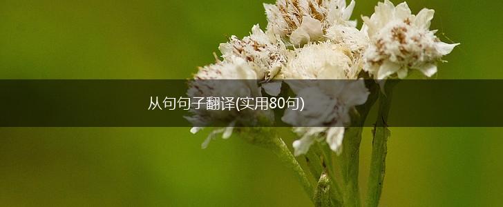 从句句子翻译(实用80句),第1张