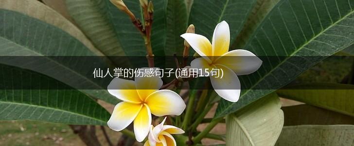 仙人掌的伤感句子(通用15句),第1张