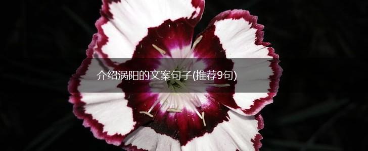 介绍涡阳的文案句子(推荐9句),第1张