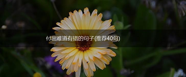 付出难道有错的句子(推荐40句),第1张