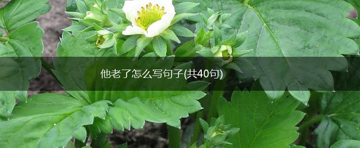 他老了怎么写句子(共40句),第1张