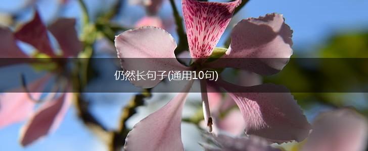仍然长句子(通用10句),第1张