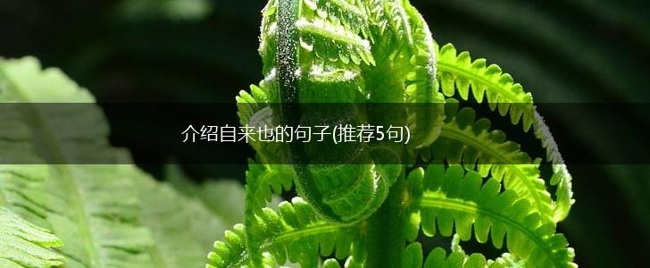 介绍自来也的句子(推荐5句),第1张