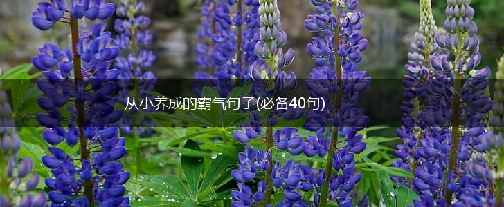 从小养成的霸气句子(必备40句),第1张