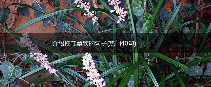 介绍拖鞋柔软的句子(热门40句),第1张