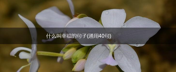 什么叫幸福的句子(通用40句),第1张