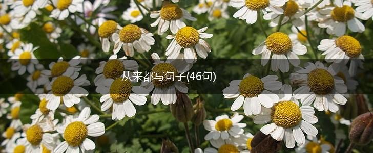 从来都写句子(46句),第1张