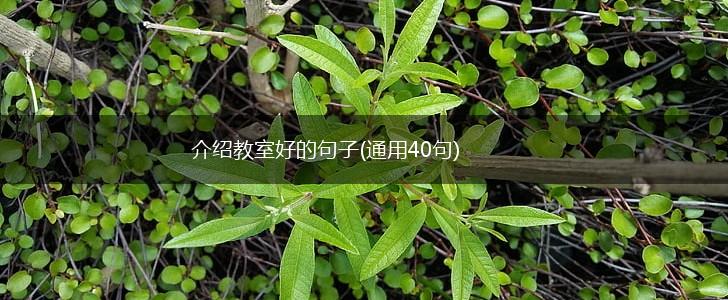 介绍教室好的句子(通用40句),第1张