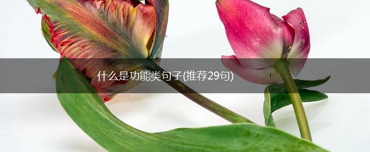 什么是功能类句子(推荐29句),第1张