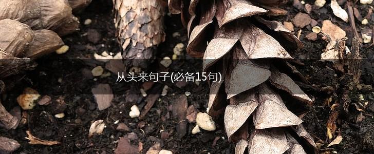 从头来句子(必备15句),第1张
