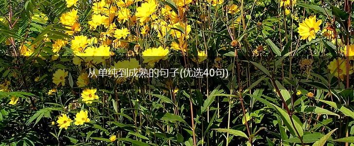 从单纯到成熟的句子(优选40句),第1张