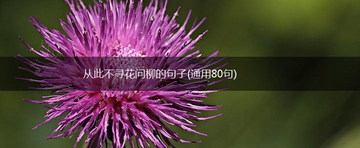 从此不寻花问柳的句子(通用80句),第1张