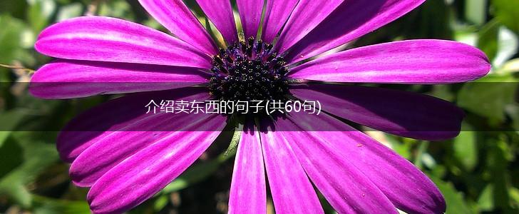 介绍卖东西的句子(共60句),第1张