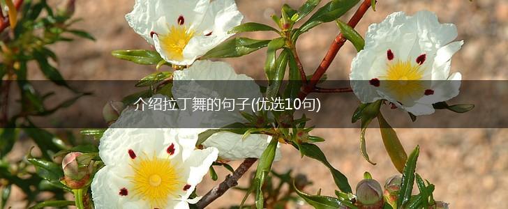 介绍拉丁舞的句子(优选10句),第1张