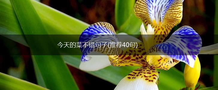 今天的菜不错句子(推荐40句),第1张