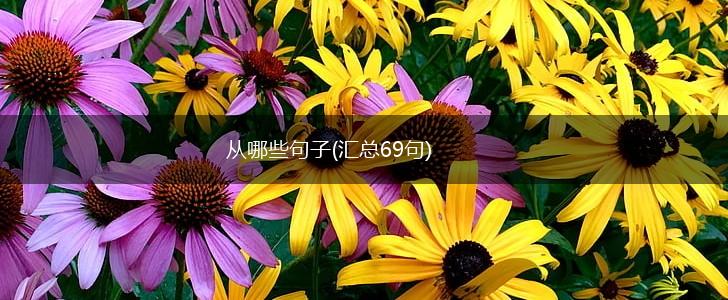 从哪些句子(汇总69句),第1张