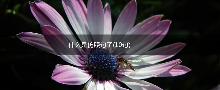 什么是仿照句子(10句),第1张