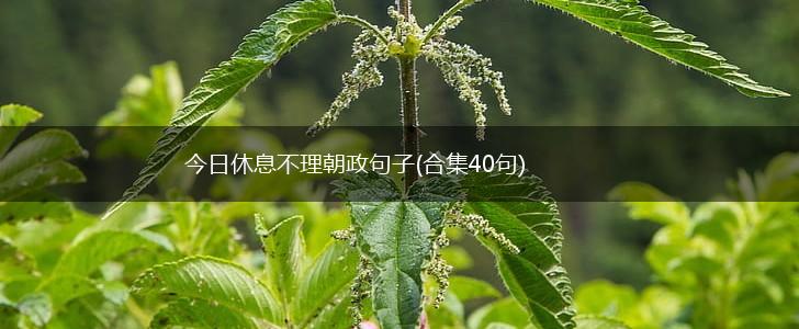 今日休息不理朝政句子(合集40句),第1张
