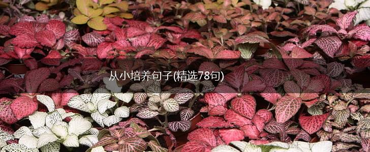 从小培养句子(精选78句),第1张