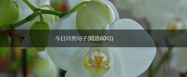 今日月亮句子(精选60句),第1张
