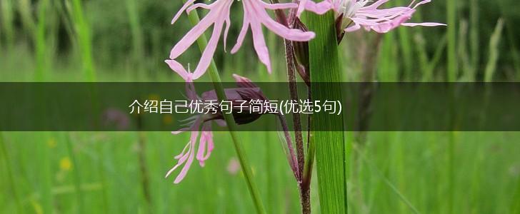 介绍自己优秀句子简短(优选5句),第1张