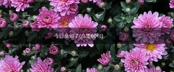 今日金句子(合集60句),第1张