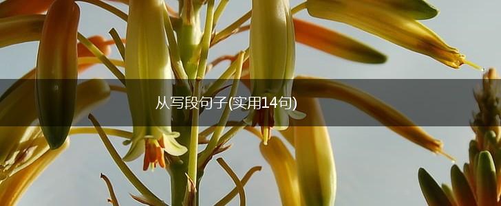 从写段句子(实用14句),第1张