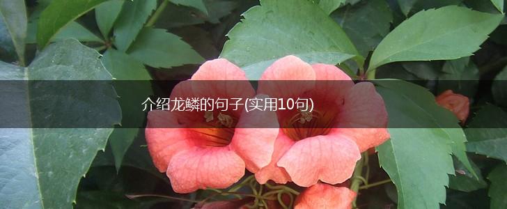 介绍龙鳞的句子(实用10句),第1张