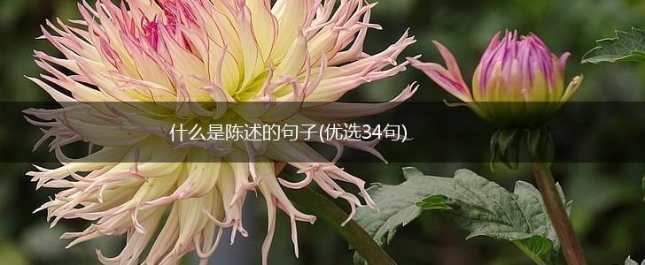 什么是陈述的句子(优选34句),第1张