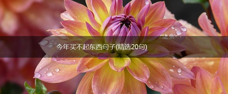 今年买不起东西句子(精选20句),第1张