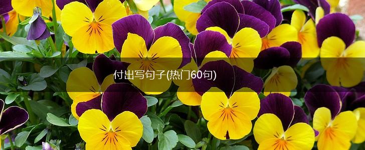付出写句子(热门60句),第1张
