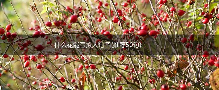 什么花能写拟人句子(推荐50句),第1张