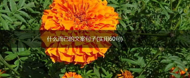 什么而已的文案句子(实用60句),第1张