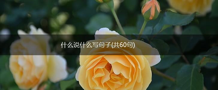 什么说什么写句子(共60句),第1张