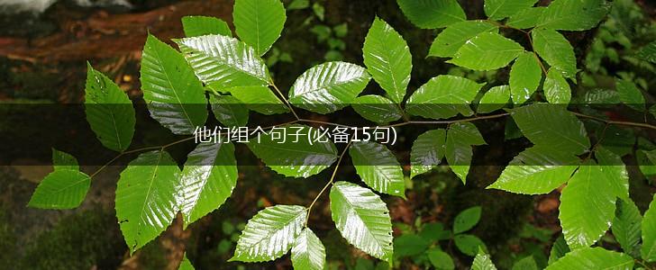 他们组个句子(必备15句),第1张