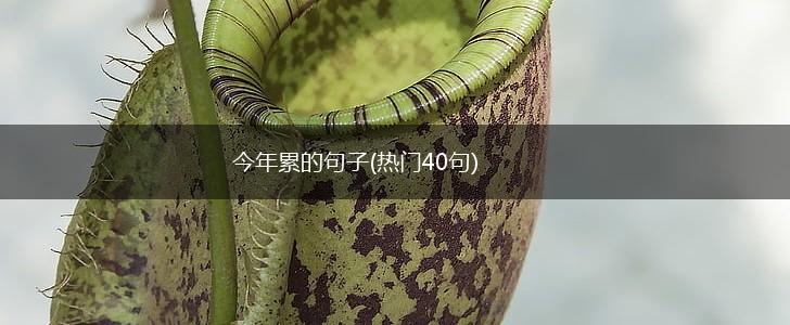 今年累的句子(热门40句),第1张