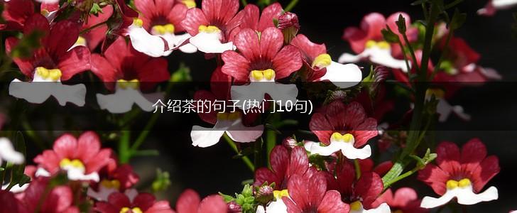 介绍茶的句子(热门10句),第1张