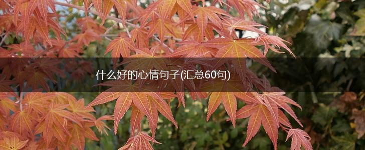 什么好的心情句子(汇总60句),第1张