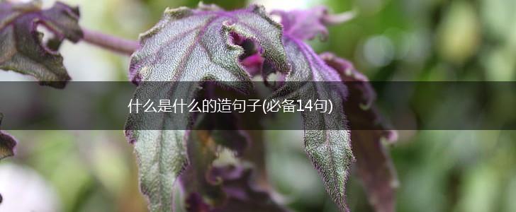 什么是什么的造句子(必备14句),第1张