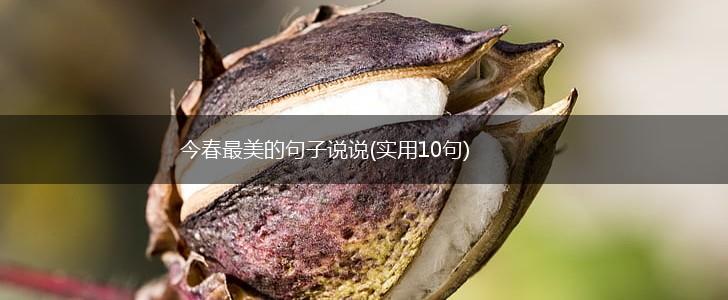 今春最美的句子说说(实用10句),第1张