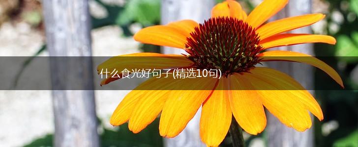 什么食光好句子(精选10句),第1张