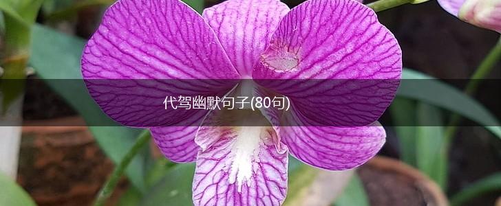 代驾幽默句子(80句),第1张