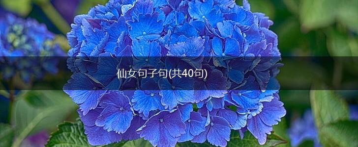 仙女句子句(共40句),第1张