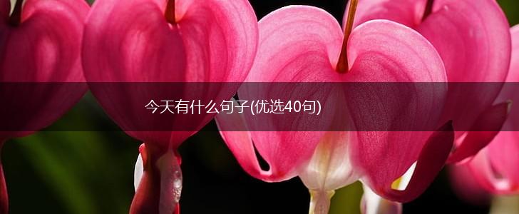 今天有什么句子(优选40句),第1张