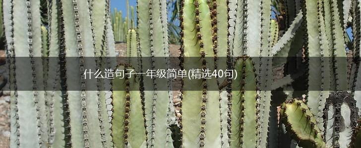 什么造句子一年级简单(精选40句),第1张