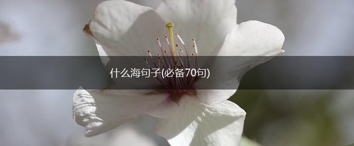 什么海句子(必备70句),第1张